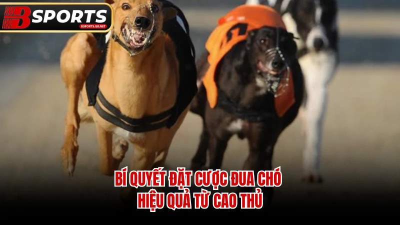 Bí quyết đặt cược đua chó hiệu quả từ cao thủ.