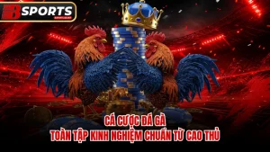 Cá Cược Đá Gà
