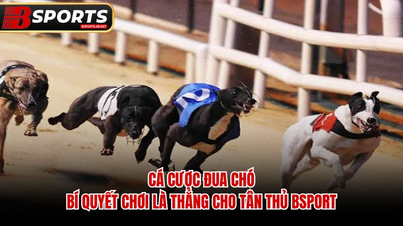 Cá Cược Đua Chó