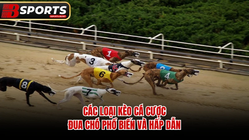 Các loại kèo cá cược đua chó phổ biến và hấp dẫn.