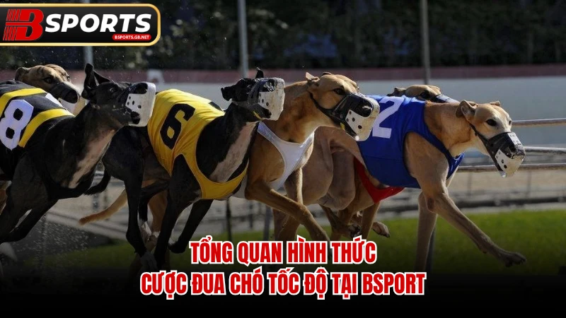 Tổng quan hình thức cược đua chó tốc độ tại Bsport.